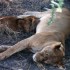 ENTRE SAVANE ET VIE SAUVAGE...