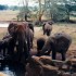 ENTRE SAVANE ET VIE SAUVAGE...