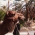 T COMME TUNISIE