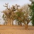 S COMME SENEGAL