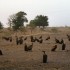 S COMME SENEGAL
