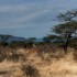 K COMME KENYA