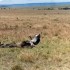 K COMME KENYA