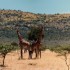 K COMME KENYA
