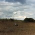 K COMME KENYA