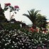 C COMME CANARIES