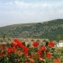 B COMME BENICARLO