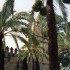 A COMME ANDALOUSIE