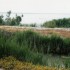 C COMME CAMARGUE