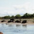 C COMME CAMARGUE