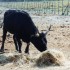 C COMME CAMARGUE