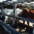 C COMME CAMARGUE