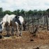 C COMME CAMARGUE