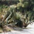 P COMME PORQUEROLLES