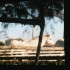 C COMME CAMARGUE