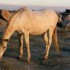 C COMME CAMARGUE