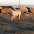 C COMME CAMARGUE