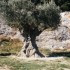 P COMME PONT DU GARD