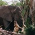 N COMME NGORONGORO