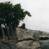 N COMME NGORONGORO