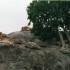 N COMME NGORONGORO
