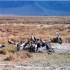 N COMME NGORONGORO