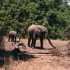 N COMME NGORONGORO