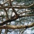 N COMME NGORONGORO