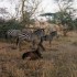 S COMME SERENGETI