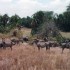S COMME SERENGETI