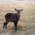 S COMME SERENGETI