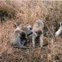 S COMME SERENGETI