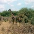S COMME SERENGETI