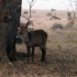 S COMME SERENGETI