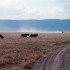 A COMME AMBOSELI