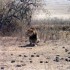 A COMME AMBOSELI