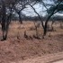 A COMME AMBOSELI