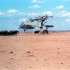 A COMME AMBOSELI