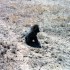 A COMME AMBOSELI