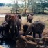 T COMME TSAVO
