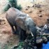 T COMME TSAVO