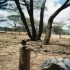T COMME TSAVO
