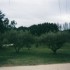 A COMME ALPILLES