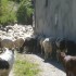 LA VALLEE D'AURE...