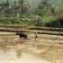 B COMME BAIE D'ALLONG - VIET N
