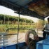 C COMME CAI RANG - VIET NAM