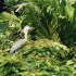 T COMME TORTUGUERO - COSTA RIC