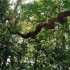 T COMME TORTUGUERO - COSTA RIC