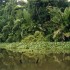 T COMME TORTUGUERO - COSTA RIC