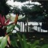T COMME TORTUGUERO - COSTA RIC